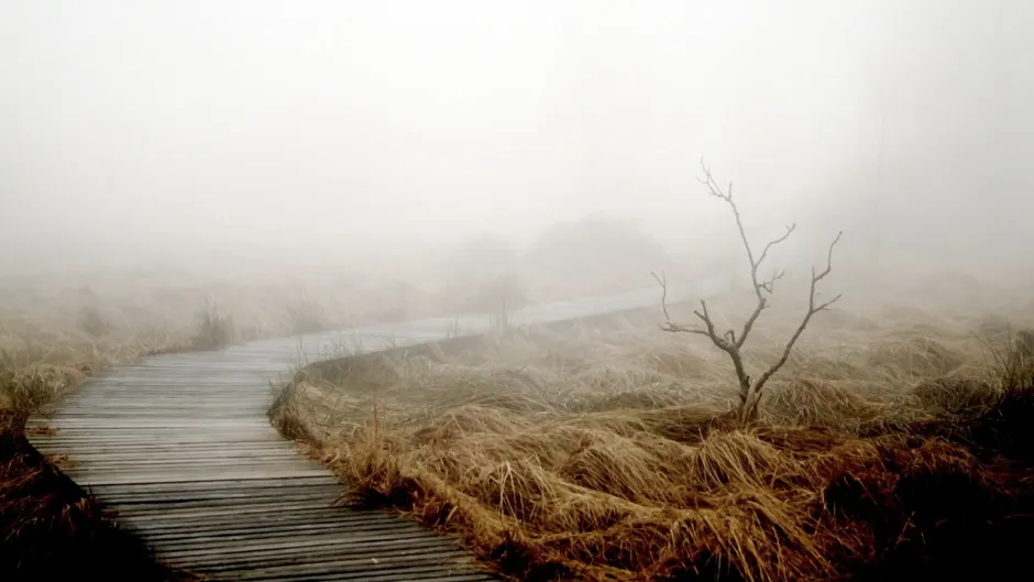 Blick auf einen Holzsteg im Moor mit nebliger Umgebung